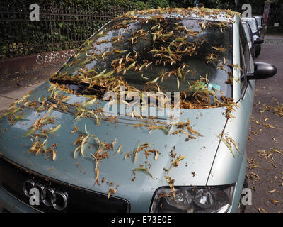 Lindenblüten Bedecken bin 26.06.2014 Berlin Einen Audi. Sonntagsglocken Parken Im Sommer Und Herbst Ungern Unter Größeren Bäumen Und Besonders Ungern Unter Linden. Sterben Lassen Nicht Nur Blüten Und Blätter Auf Die Fahrzeuge gefallen, Sondern Damit Auch Einen Klebrigen Baumsaft.  Foto: Wolfram Steinberg/dpa Stockfoto