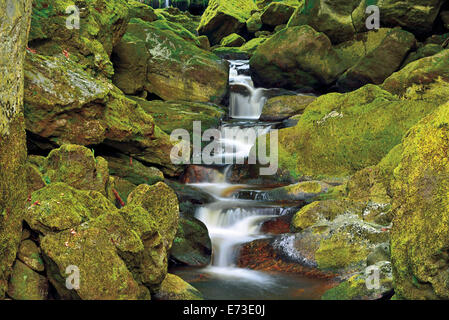 Deutschland, Bayern, National Park Bayerischer Wald, Natur Park Bayerischer Wald, Schlucht, Klamm, Wasser, Süßwasser, Wald, Natur, Horizontal, Moos bedeckt, Felsen, Felsen, Steinen, Geologie, Stockfoto