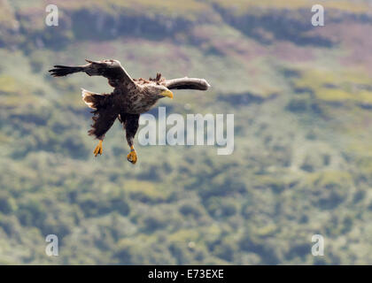 White-Tailed Seeadler Haliaeetus Horste im Flug über die Isle of Mull, Schottland Stockfoto