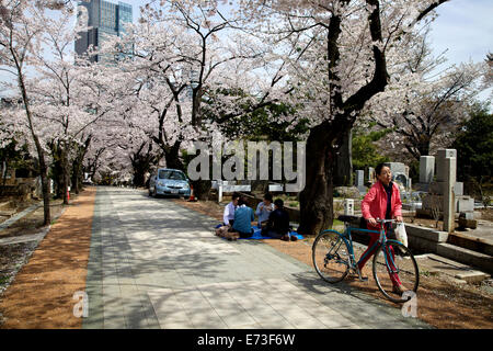 Aoyama Friedhof während der Kirschblüte, Tokio, Japan, Asien. Friedhof, Gräber, Friedhof, Menschen genießen ein Picknick Stockfoto