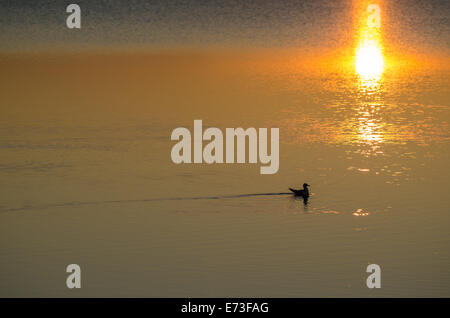 Sonnenuntergang mit einem allein Vogel Schwimmen im Wasser mit goldenen Reflexen Stockfoto