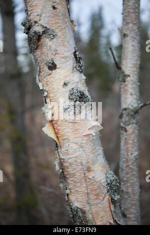 Details der Papier-(Betula Papyrifera) Birkenrinde, Mirror Lake State Wayside Park, Chugiak, Alaska. Stockfoto