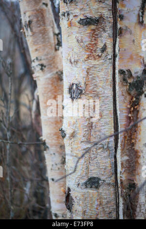 Details der Papier-(Betula Papyrifera) Birkenrinde, Mirror Lake State Wayside Park, Chugiak, Alaska. Stockfoto