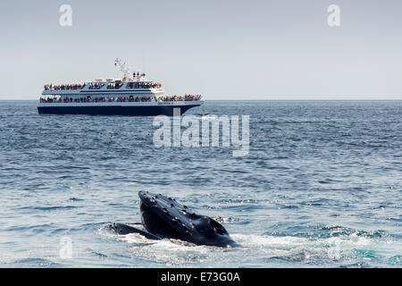 Stellwagen Bank Whale-Watching Stockfoto