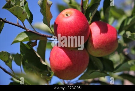 Frankfurt Oder, Deutschland. 28. August 2014. Äpfel von der Art "Elstar" hängen von den Zweigen eines Baumes auf einer Frucht und Apple Farm in Frankfurt Oder, Deutschland, 28. August 2014. Foto: Jan Woitas/Dpa/Alamy Live News Stockfoto