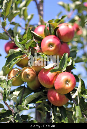 Frankfurt Oder, Deutschland. 28. August 2014. Äpfel von der Art "Elstar" hängen von den Zweigen eines Baumes auf einer Frucht und Apple Farm in Frankfurt Oder, Deutschland, 28. August 2014. Foto: Jan Woitas/Dpa/Alamy Live News Stockfoto