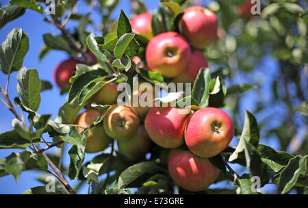 Frankfurt Oder, Deutschland. 28. August 2014. Äpfel von der Art "Elstar" hängen von den Zweigen eines Baumes auf einer Frucht und Apple Farm in Frankfurt Oder, Deutschland, 28. August 2014. Foto: Jan Woitas/Dpa/Alamy Live News Stockfoto