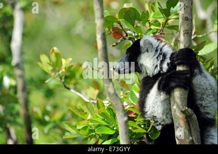 Madagaskar, Andasibe, Ile Aux Lemuriens, schwarz und weiß Ruffed Lemuren (Varecia Variegata Arten). Stockfoto