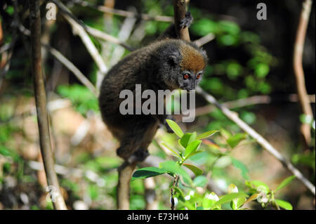 Madagaskar, Andasibe, Ile Aux Lemuriens. Stockfoto