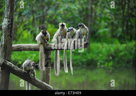 Madagaskar, Andasibe, Ile Aux Lemuriens, Gruppe von Verreaux Sifaka (Propithecus Verreauxi. Stockfoto