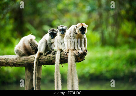 Madagaskar, Andasibe, Ile Aux Lemuriens, Gruppe von Verreaux Sifaka (Propithecus Verreauxi. Stockfoto