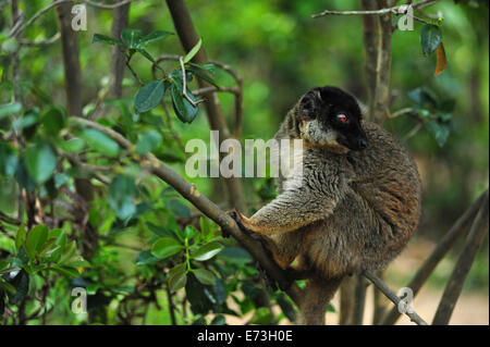 Madagaskar, Andasibe, Ile Aux Lemuriens, gemeinsame brauner Lemur (Eulemur Fulvus Fulvus) in den Bäumen. Stockfoto