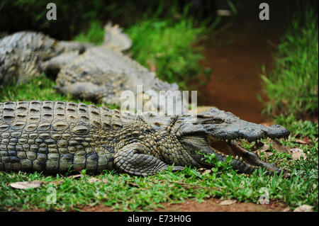 Madagaskar, Andasibe, Vakona Forest Lodge, Crocodile Farm, Krokodil mit offenem Mund. Stockfoto