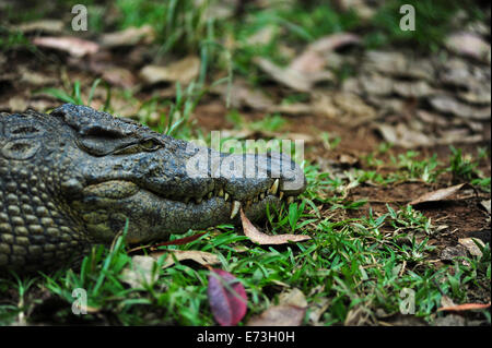 Madagaskar, Andasibe, Vakona Forest Lodge, Crocodile Farm, Krokodil Gras sitzen. Stockfoto