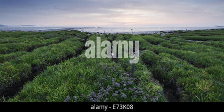 Gezeiten Marsh mit Wattenmeer hinaus. Bristol Channel. Somerset, UK. Stockfoto