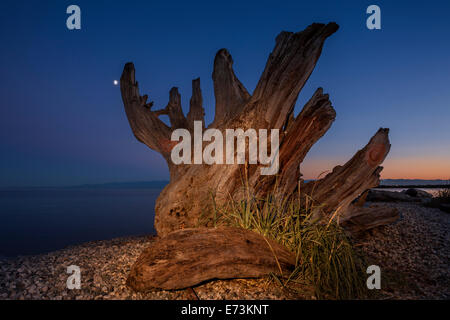 Große Treibholz am Strand und Olympic Mountains im Hintergrund bei Dämmerung-Victoria, British Columbia, Canada. Stockfoto