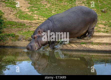 Nilpferd Eintauchen ins Wasser um sich zu erfrischen. Stockfoto