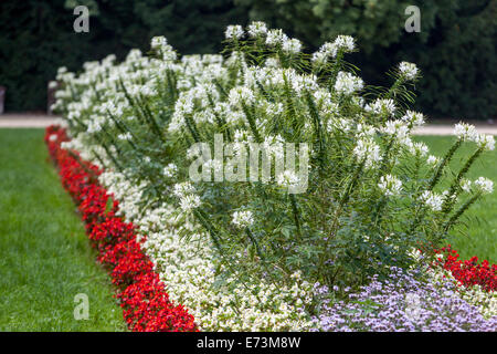 Weiße Blumen Garten Cleome hassleriana Spider Blumenpflanze in farbenfrohem Blumenbeet Landschaftsgarten Blumen Blumenbeet Rasen Stockfoto