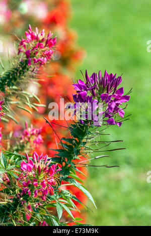 Spider Blume, Cleome spinosa im Beet Garten Stockfoto