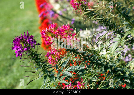 Cleome spinosa, Spider Blume in einem Garten Stockfoto