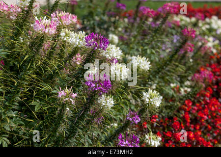 Cleome Spider Blume Bunte Blumenbeet in einem September-Garten Grenze cleome Blumen Stockfoto