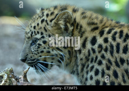 Amur-Leopard (Panthera Pardus Orientalis) ist eine Leoparden Unterart aus der Primorje-Region Südosten Russlands. Stockfoto