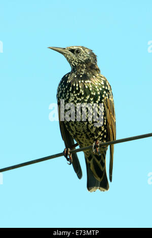 Gemeinsamen Star (Sturnus Vulgaris), auch bekannt als die Europäische Starling oder auf den britischen Inseln nur die Starling. Stockfoto