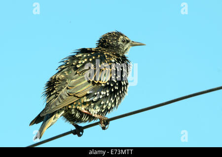 Gemeinsamen Star (Sturnus Vulgaris), auch bekannt als die Europäische Starling oder auf den britischen Inseln nur die Starling ist ein Medium-s Stockfoto