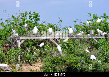 Nisten Reiher am Smith Eichen Vogelschutzgebiet Rookery auf High Island in der Nähe von Galveston, Texas, USA Stockfoto