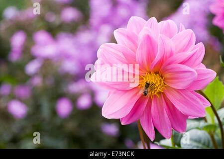 Honigbiene auf ein rosa Dahlie in eine krautige Grenze wachsen. Stockfoto