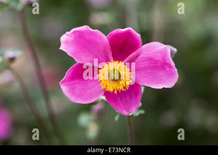 Anemone Hupehensis 'Hadspen Fülle' Blume. Stockfoto