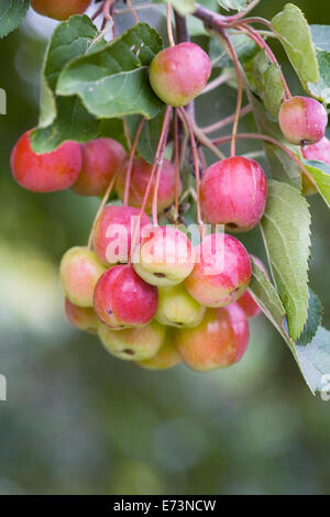 Malus Hupehensis. Holzäpfel, wächst in einem englischen Obstgarten. Stockfoto