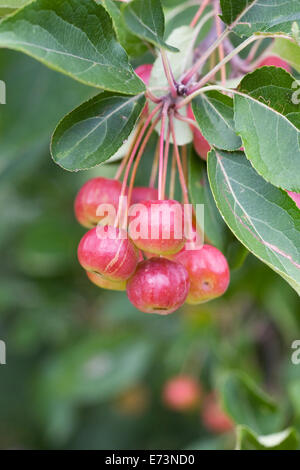 Malus Hupehensis. Holzäpfel, wächst in einem englischen Obstgarten. Stockfoto