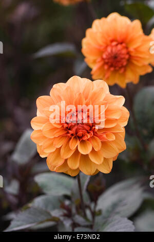 Orange Dahlia in eine krautige Grenze wachsen. Stockfoto