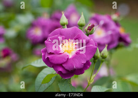 Rosa-Rhapsody in Blue "Frantasia". Blau Strauchrose blühende. Stockfoto