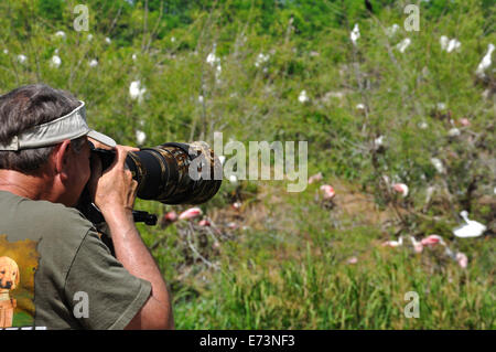 Der Naturfotograf an Smith Eichen Vogelschutzgebiet Rookery auf High Island in der Nähe von Galveston, Texas, USA Stockfoto