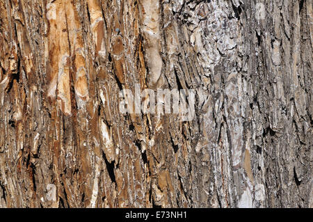 Baum-Stamm-Nahaufnahme Stockfoto