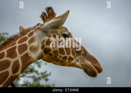 Porträt einer lustige Giraffe (Giraffa Plancius) gegen blauen Himmel und Bäume Hintergrund Stockfoto