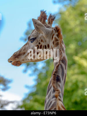 Porträt einer lustige Giraffe (Giraffa Plancius) gegen blauen Himmel und Bäume Hintergrund Stockfoto