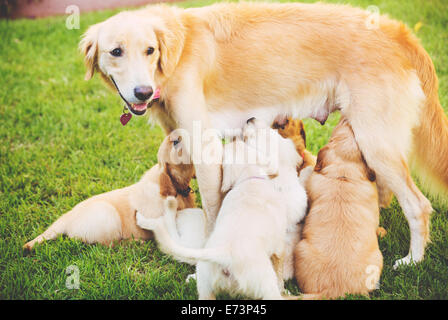 Golden Retriever Welpen Pflege ihrer Mutter Mutter auf dem Hof Stockfoto