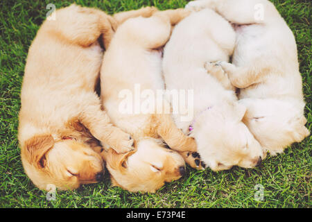 Entzückende Gruppe von Golden Retriever Welpen schlafen im Hof Stockfoto