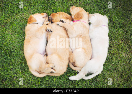 Entzückende Gruppe von Golden Retriever Welpen schlafen im Hof Stockfoto