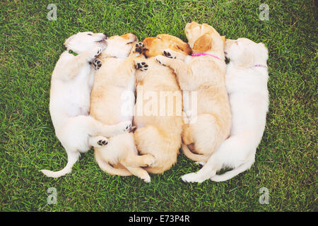 Entzückende Gruppe von Golden Retriever Welpen schlafen im Hof Stockfoto