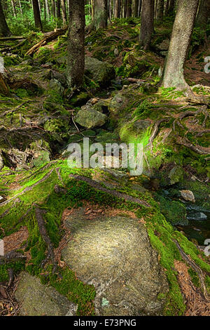 Der Urwald mit mossed Boden und den Bach - HDR Stockfoto