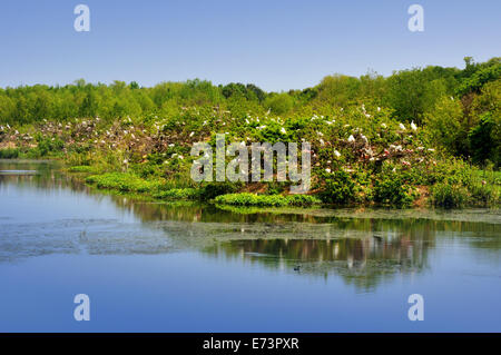 Smith Eichen Vogelschutzgebiet Rookery auf High Island in der Nähe von Galveston, Texas, USA Stockfoto