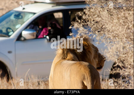 Löwen (Panthera leo) auf den offenen Ebenen, Kgalagadi Transfontier Park, Südafrika Stockfoto
