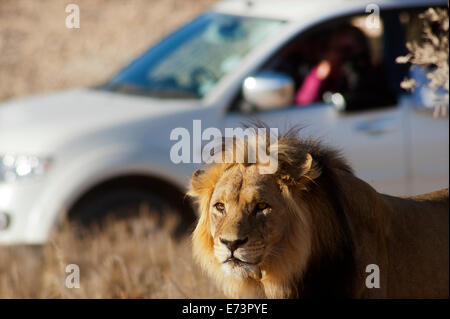Löwe (Panthera leo) auf den offenen Ebenen, Kgalagadi Transfontier Park, Südafrika Stockfoto
