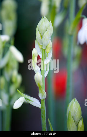 lSummer Hyazinthe, Schäfte Galtonia Candicans, langen grünen aufrecht mit aufstrebenden hängenden weißen Blüten. Stockfoto