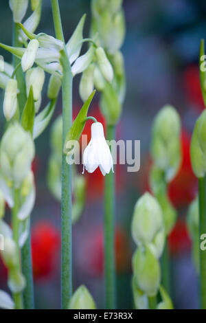 Sommer Hyazinthe, Galtonia Candicans, Schäfte langen grünen aufrecht mit aufstrebenden hängenden weißen Blüten. Stockfoto