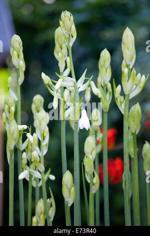 Sommer Hyazinthe, Galtonia Candicans, Schäfte langen grünen aufrecht mit aufstrebenden hängenden weißen Blüten. Stockfoto